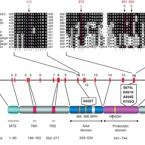SCA-28: AFG3L2 Gene Mutation